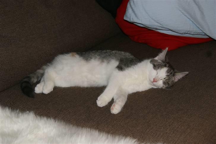 Huskat Prinsesse Sif - det hårdt og lege billede 12