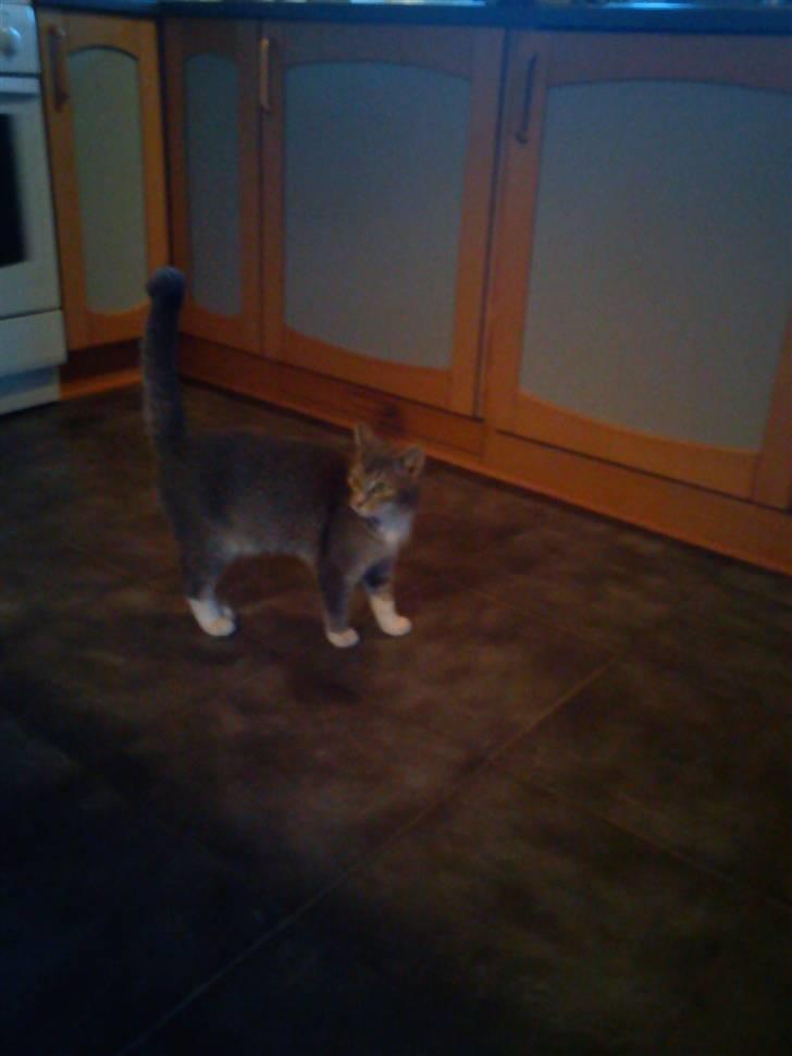 Blanding af racer mis felix(død) billede 1