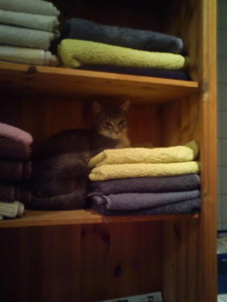 Blanding af racer mis felix(død) billede 2