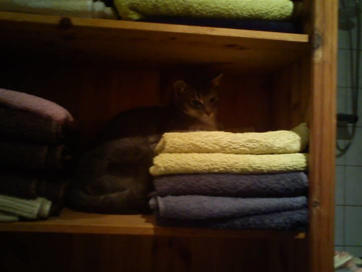 Blanding af racer mis felix(død) - gaaaaab jeg skal sove nu!!! og i håndklæderne er det perfet sted xD billede 3