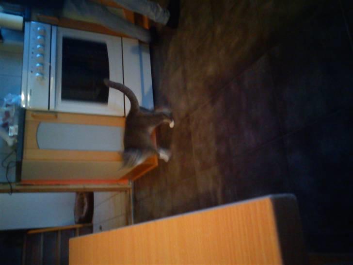 Blanding af racer mis felix(død) billede 4