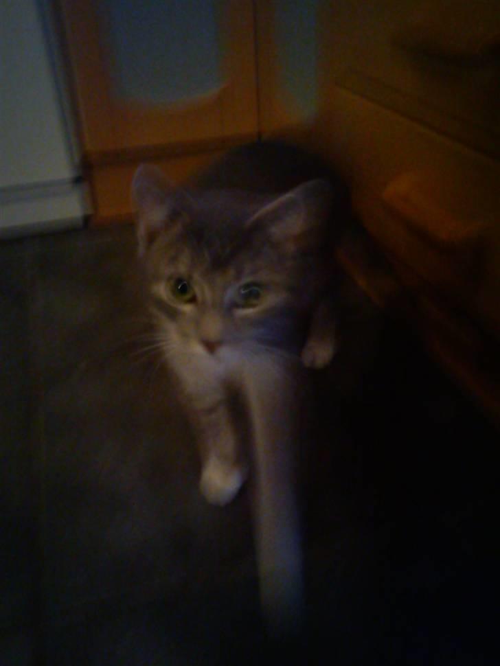 Blanding af racer mis felix(død) - hvad fanden er det for et kamera lad mig lige se :D billede 5