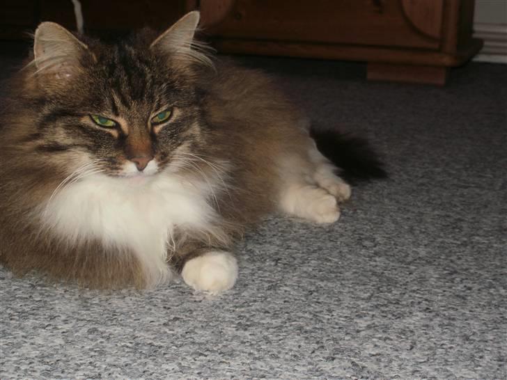 Norsk Skovkat Klara billede 1