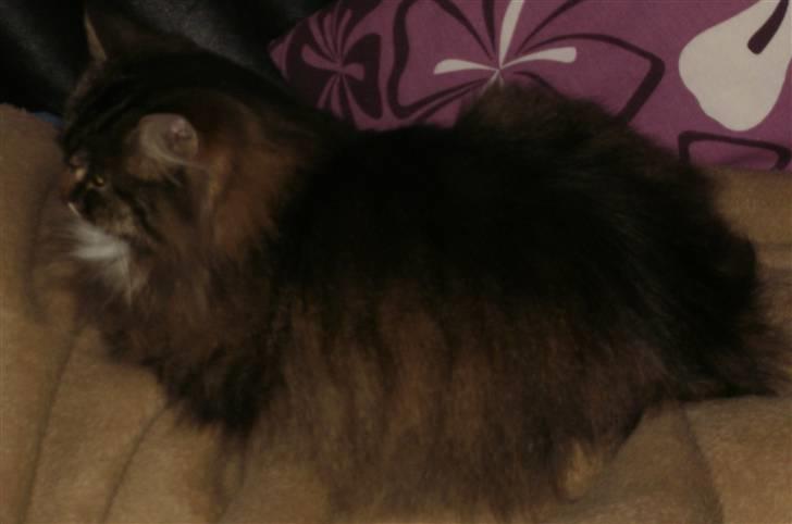 Norsk Skovkat Klara billede 2