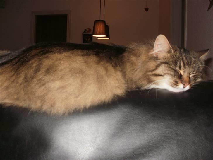 Norsk Skovkat Klara billede 3