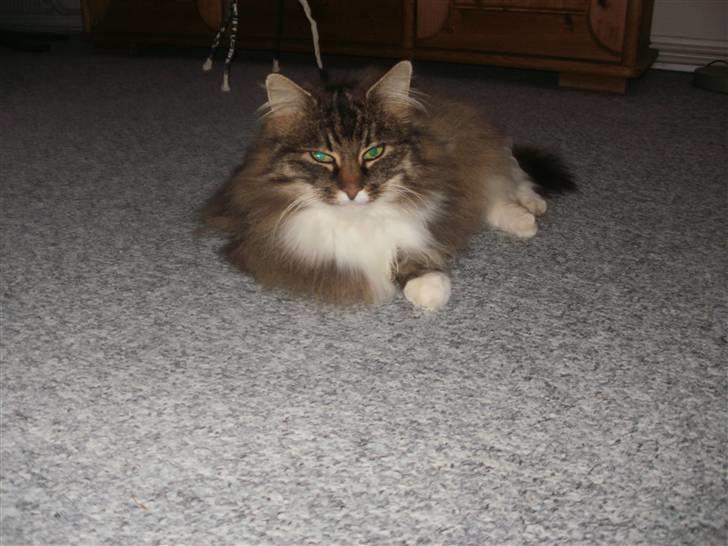 Norsk Skovkat Klara billede 4