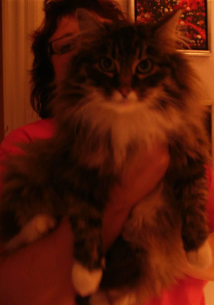 Norsk Skovkat Klara billede 5