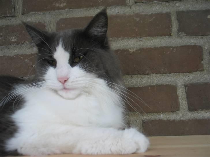 Maine Coon Oceane billede 15