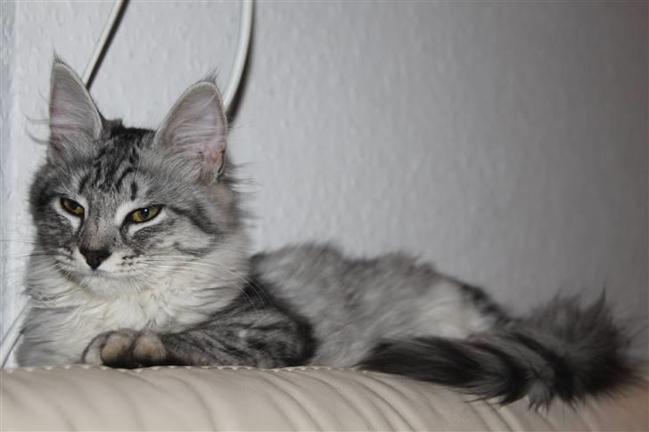 Norsk Skovkat Bellis R.I.P billede 1