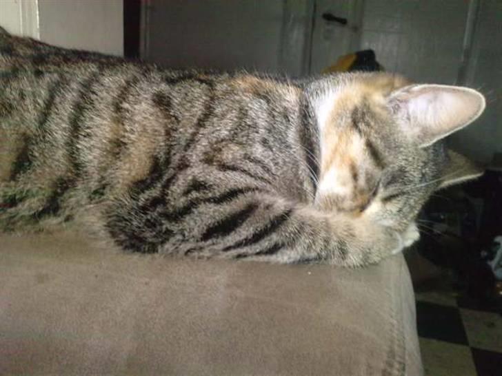 Huskat Mini - Stop med at ta billeder!!! billede 6