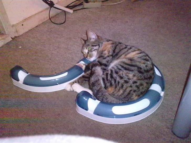 Huskat Mini - Mini´s nye legetøj hun har fået i julegave 2010.. ;-D billede 7