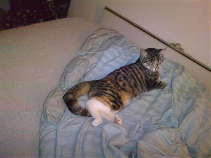 Huskat Mini - Og efter julemiddagen orker man jo intet .. billede 8