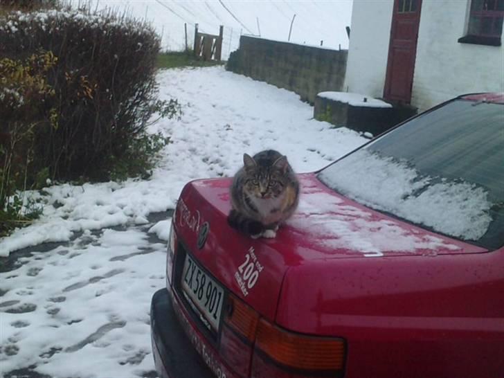 Huskat Mini - Det første sne faldt, men Mini var ikke helt så sikker på det.. Sidste vinter var hun for lille til at komme ud, så det er hendes første rigtige vinter :-) billede 9