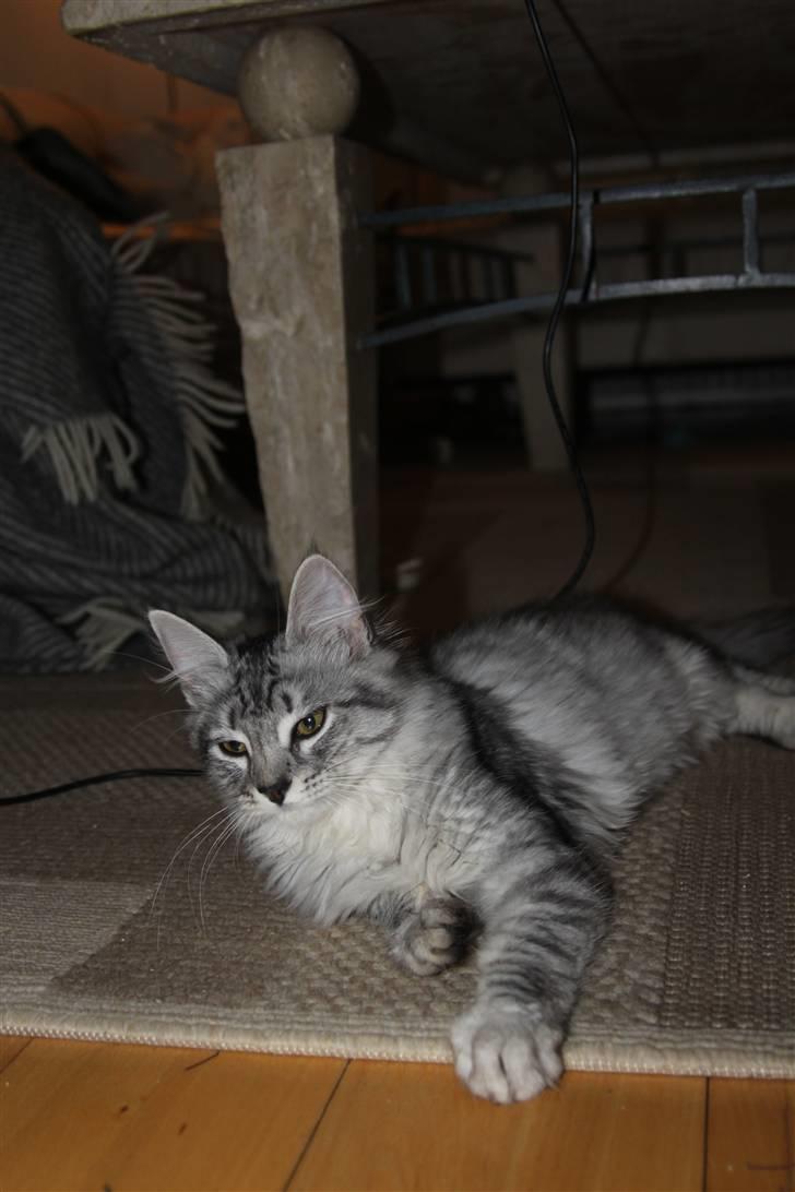 Norsk Skovkat Bellis R.I.P billede 2