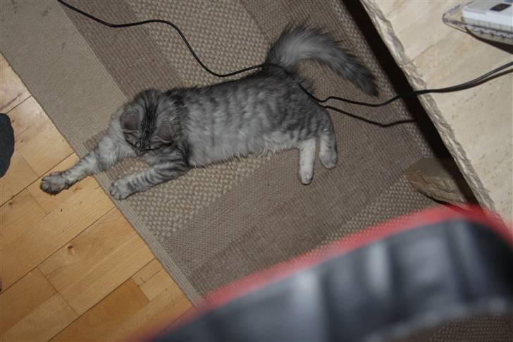 Norsk Skovkat Bellis R.I.P billede 3