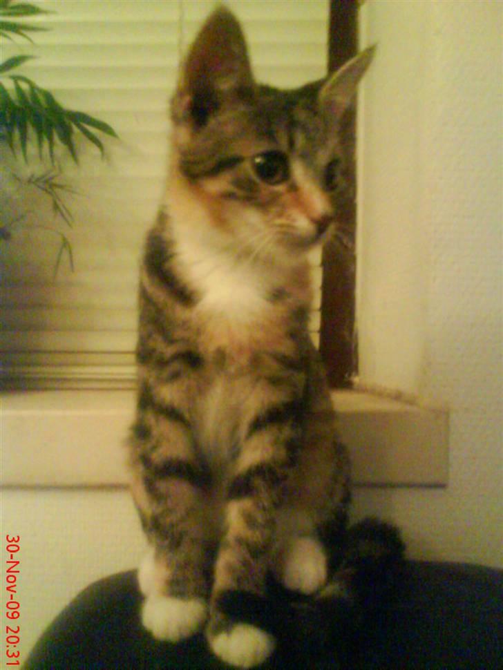 Huskat Mini - Et fint billede blev endelig taget.. Mini ca 4 mdr gammel .. billede 10