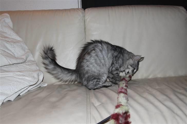 Norsk Skovkat Bellis R.I.P billede 4