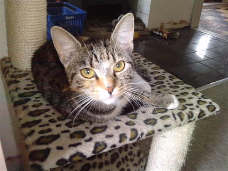 Huskat Mini - Der er en lille kat der er meget glad for det nye katte fristed :-D billede 11