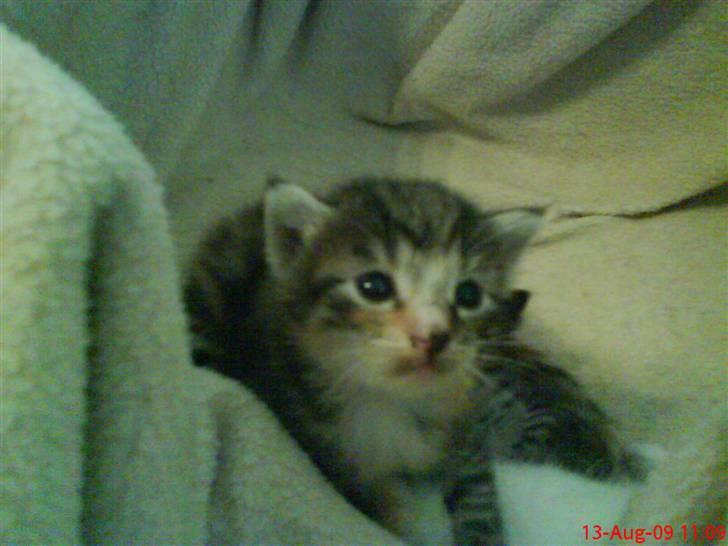 Huskat Mini - Mini, ikke andet end et par dage gaammel.. :-D billede 12