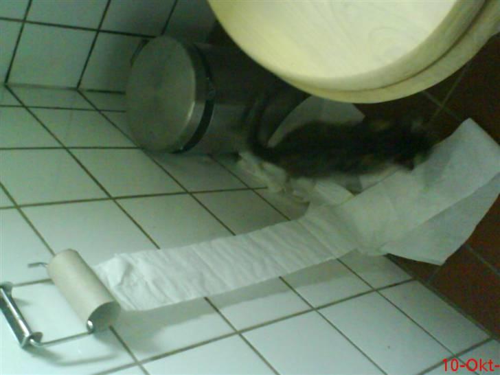 Huskat Mini - En eller anden har lavet ballade.. Men der er ikke den lille uldtot der er for enden af rullen.. Hvis man spørger hende :-D billede 14