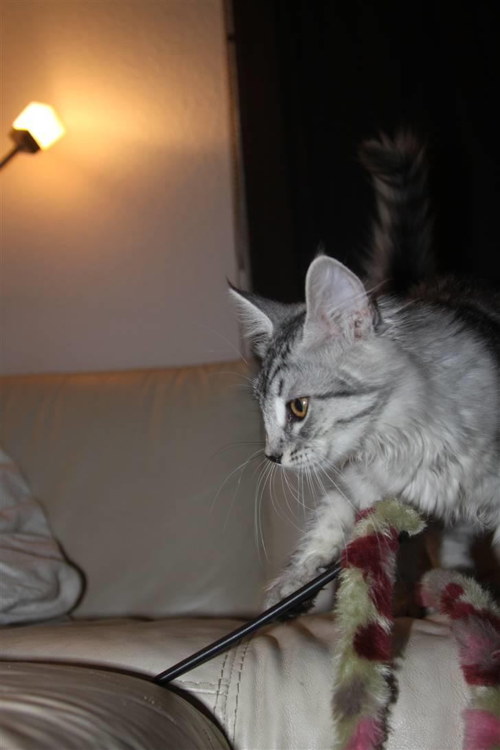 Norsk Skovkat Bellis R.I.P billede 5