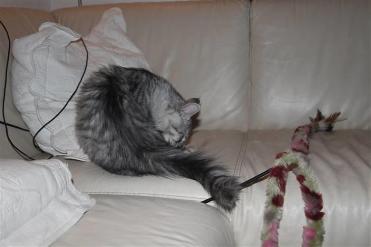 Norsk Skovkat Bellis R.I.P billede 6