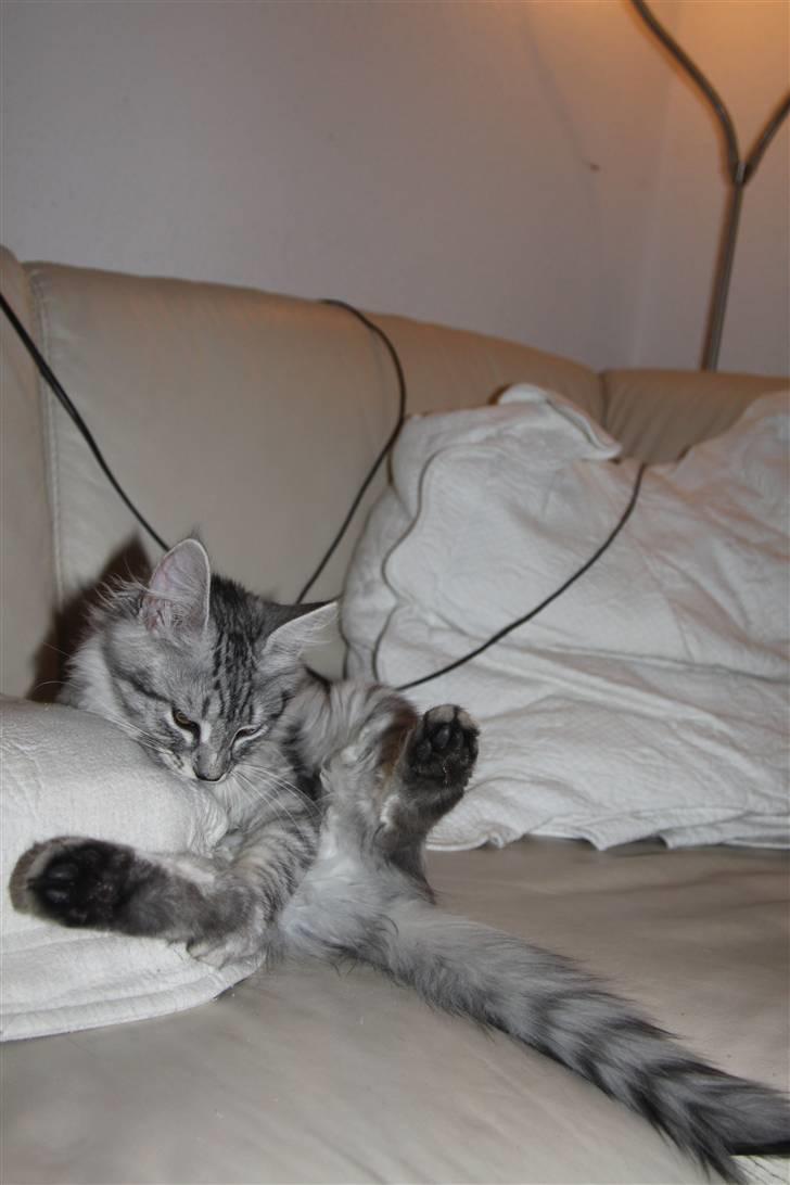 Norsk Skovkat Bellis R.I.P billede 7