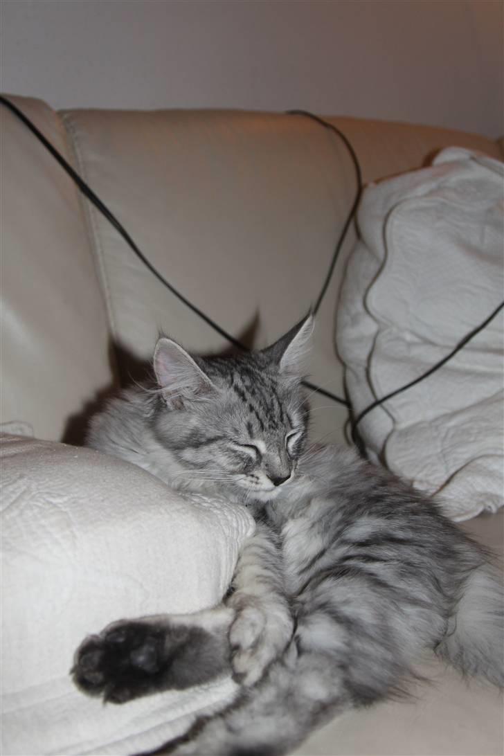 Norsk Skovkat Bellis R.I.P billede 8