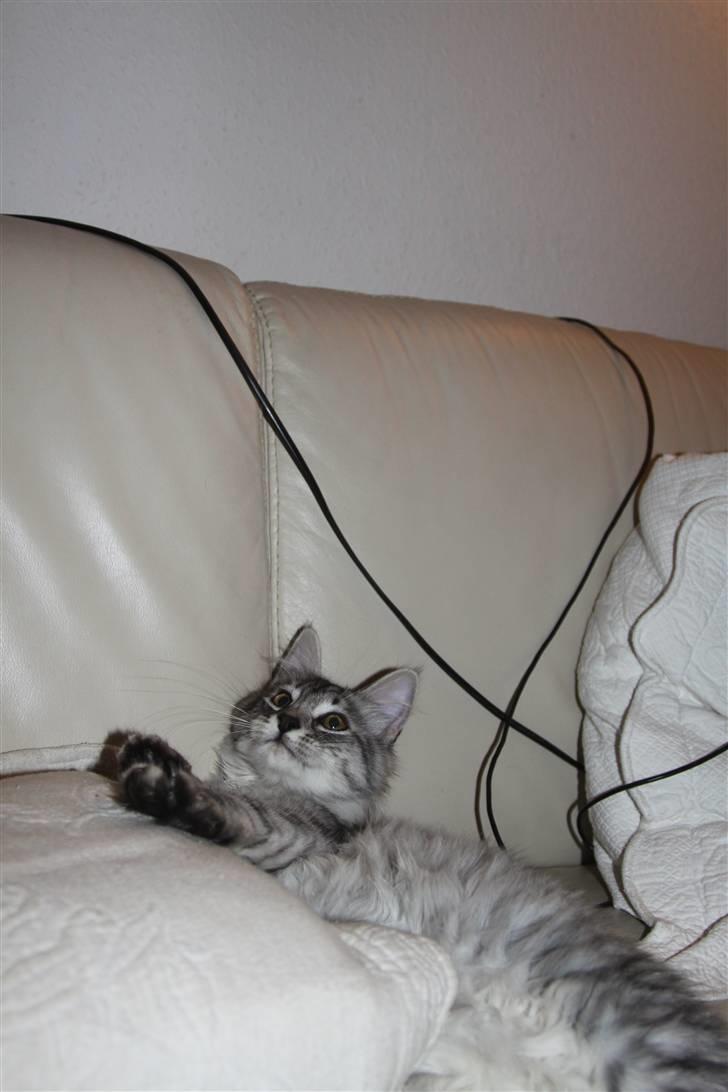 Norsk Skovkat Bellis R.I.P billede 9