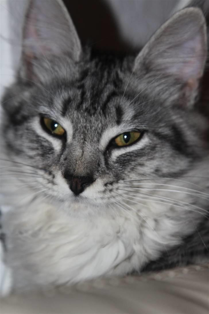 Norsk Skovkat Bellis R.I.P billede 10