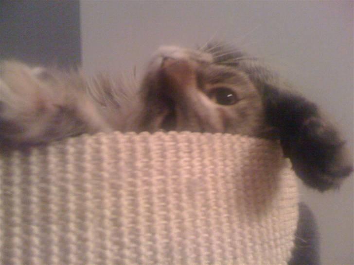 Maine Coon Cille billede 12