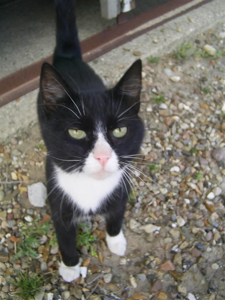 Blanding af racer julle billede 2