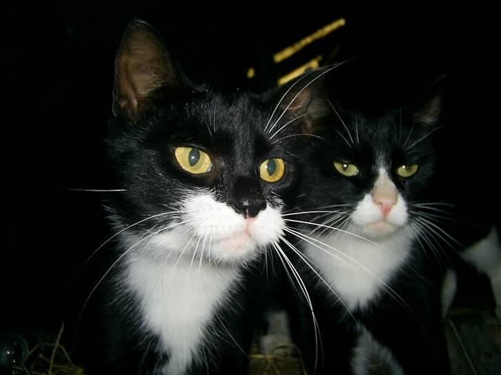 Blanding af racer julle billede 3