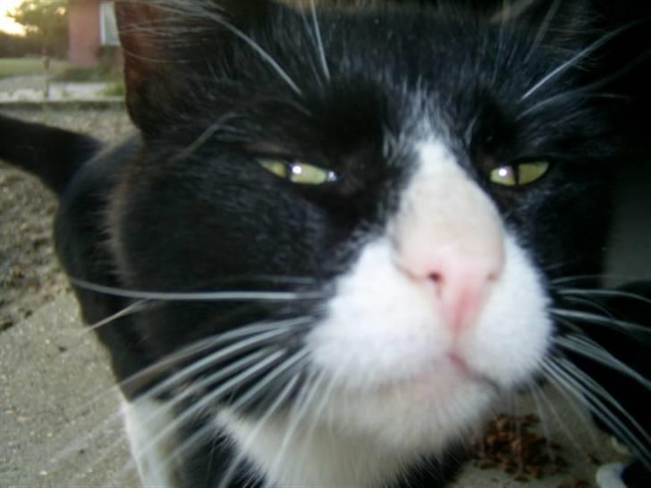 Blanding af racer julle billede 4