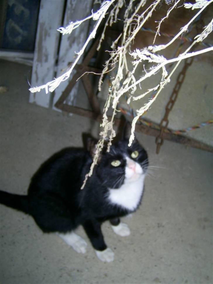 Blanding af racer julle billede 5