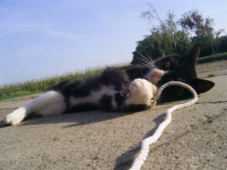 Blanding af racer julle billede 6