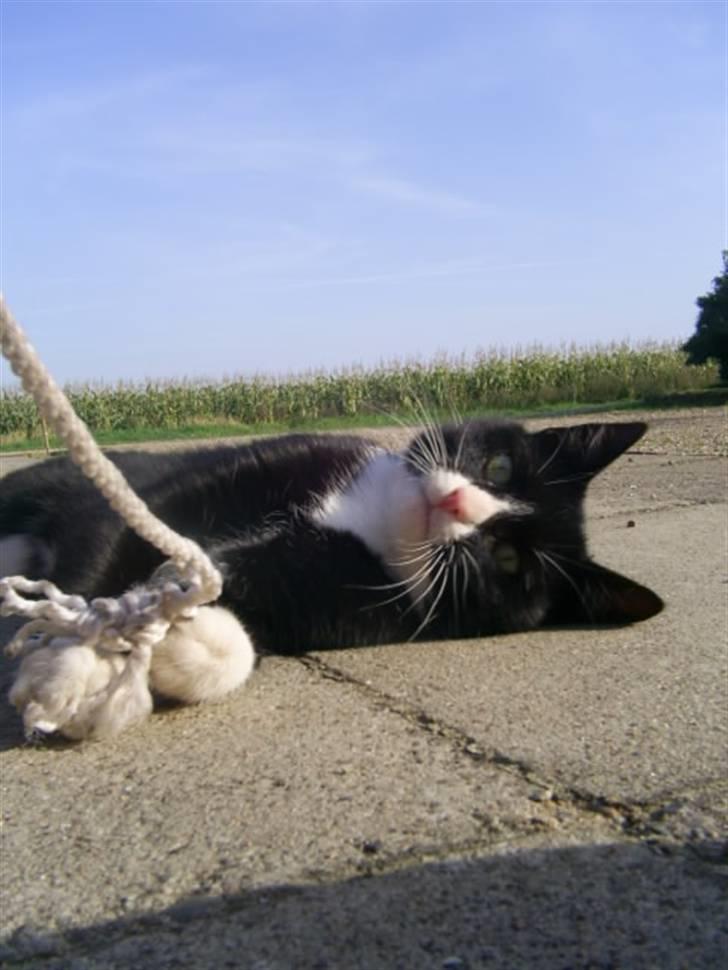 Blanding af racer julle billede 8