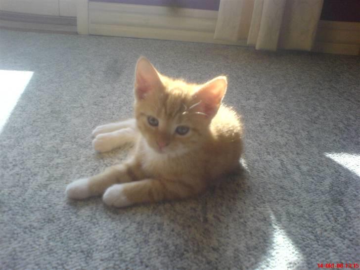 Blanding af racer charllie billede 3