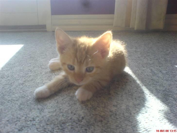 Blanding af racer charllie billede 4