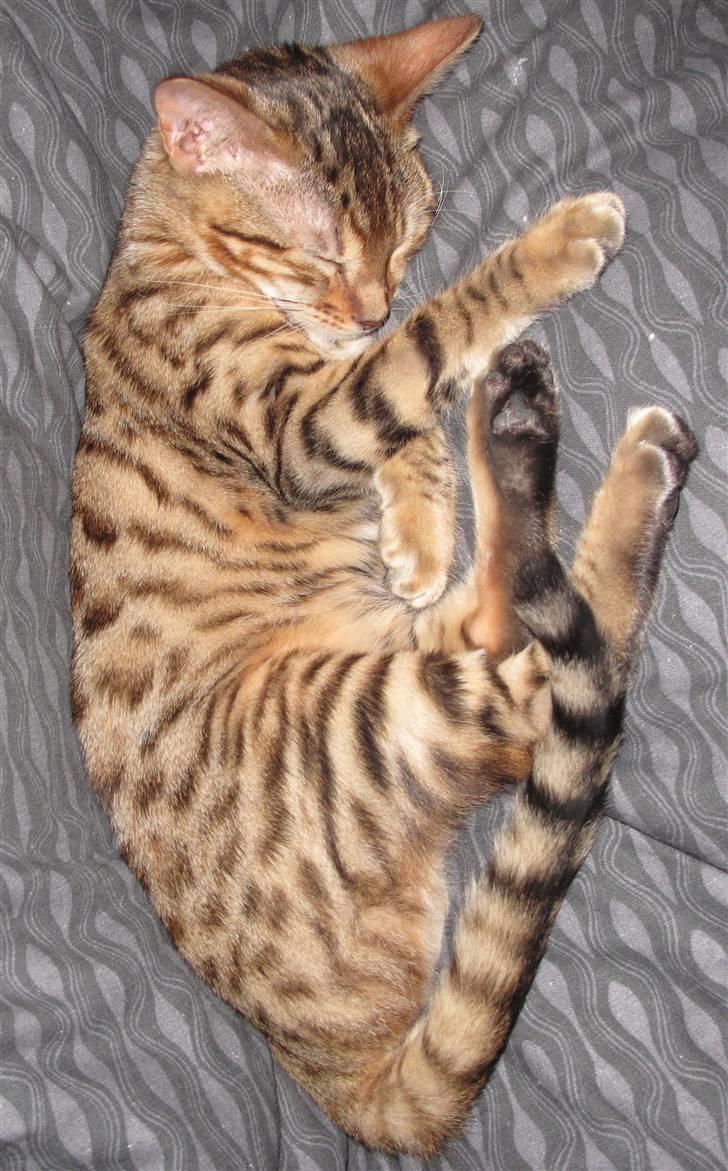 Bengal Leeloo billede 9