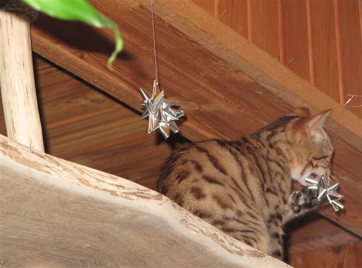 Bengal Leeloo billede 10