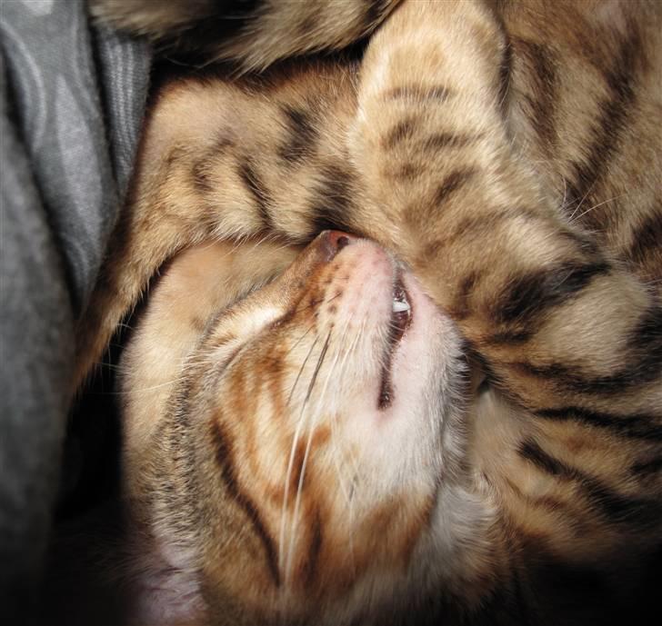 Bengal Leeloo billede 11