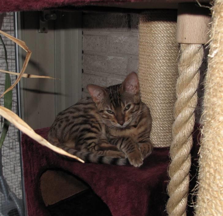 Bengal Leeloo billede 12