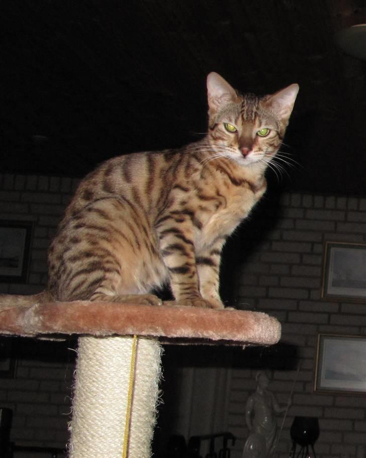 Bengal Leeloo billede 13