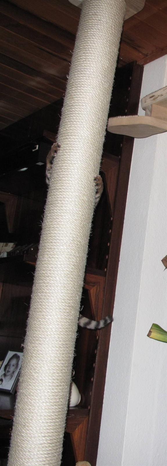 Bengal Leeloo - Find Leeloo  :D billede 14