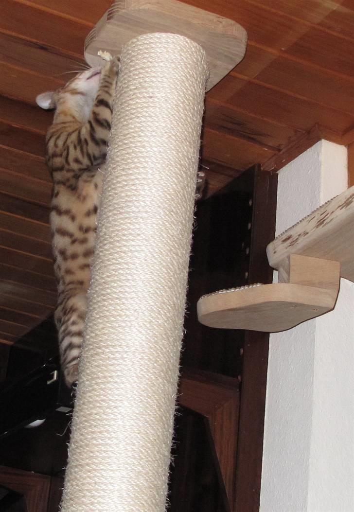 Bengal Leeloo - Kravler på det nye klatre tårn billede 15