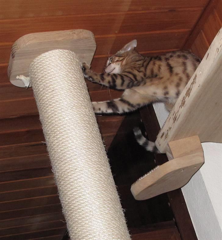 Bengal Leeloo billede 16