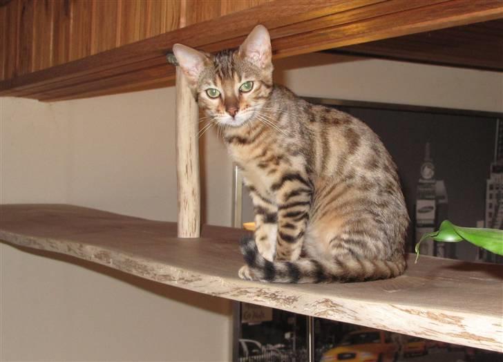 Bengal Leeloo billede 17