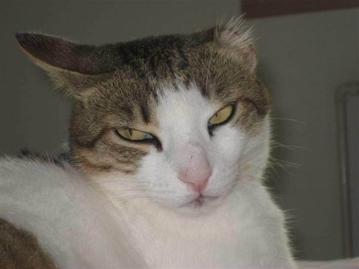 Huskat Meli billede 1