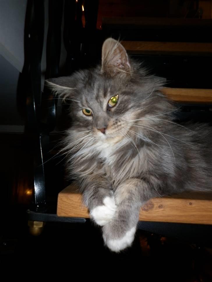 Maine Coon Jewel - Smukke Jewel ;) billede 1